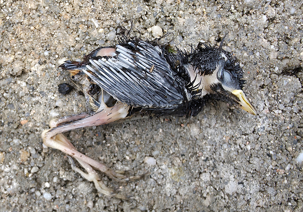 toter Jungvogel